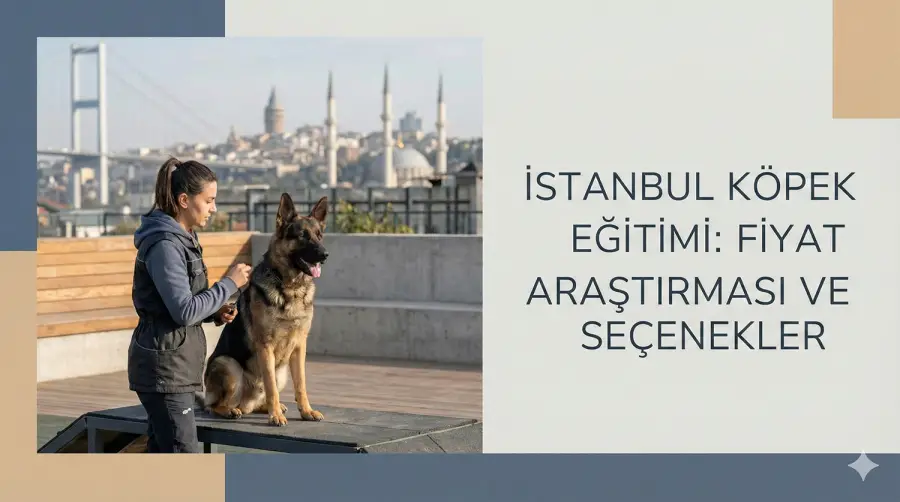 İstanbul’da Köpek Eğitimi Fiyatları 2025: Neye Göre Değişir? (Tam Rehber)